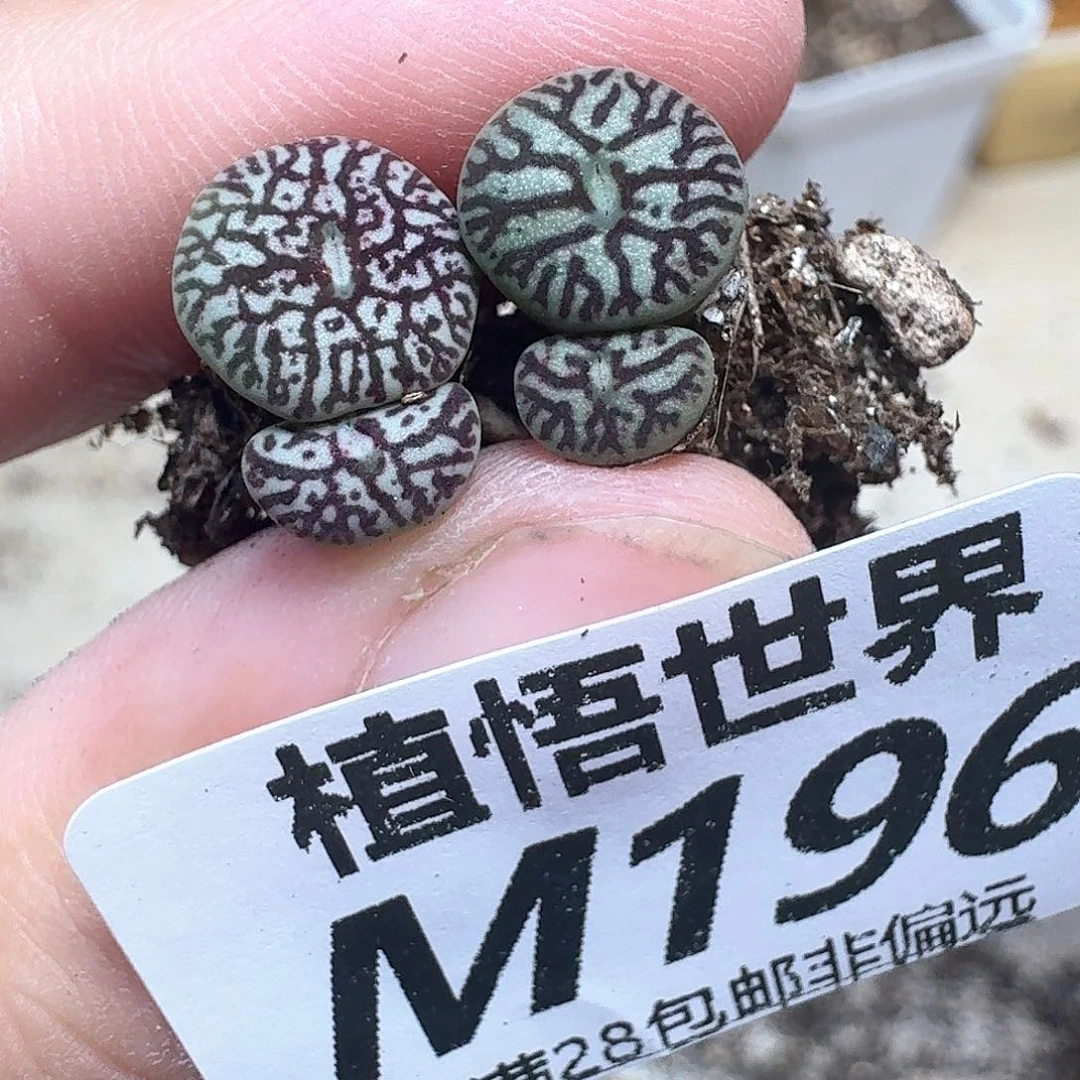 多肉植物的润泽额分