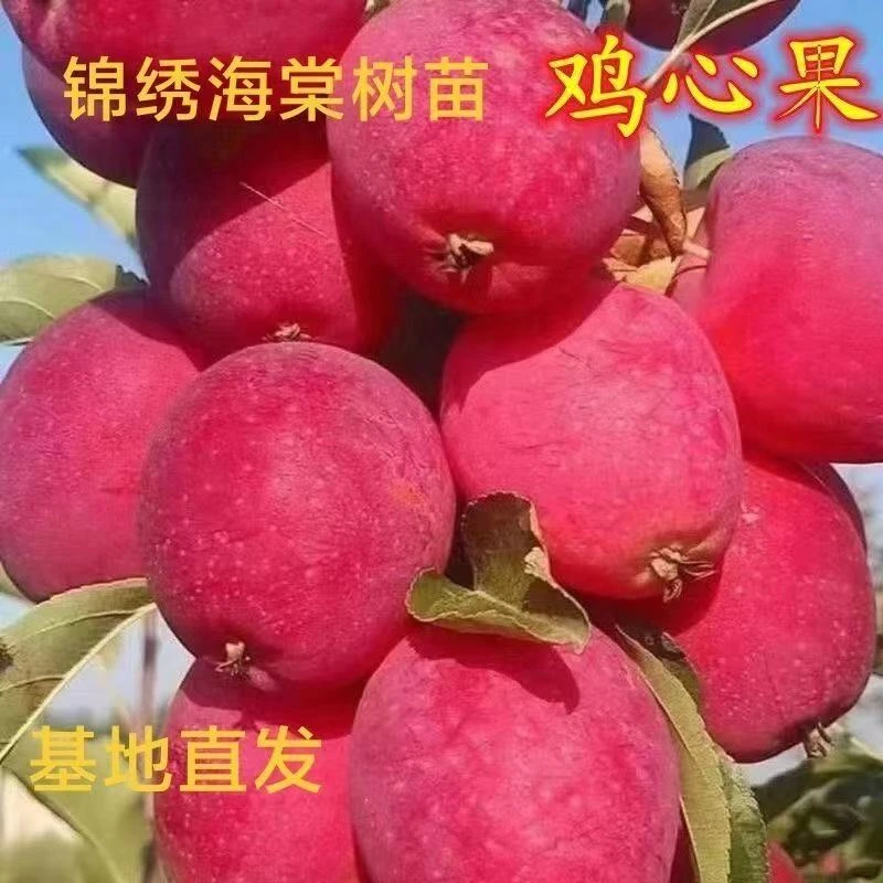 东北鸡心果树苗超甜大果实食用观赏耐寒盆栽地栽南方北方种植包邮