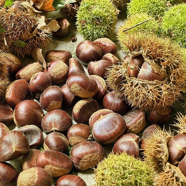 新鲜高山锥栗饱满精品可生吃的美味栗子
