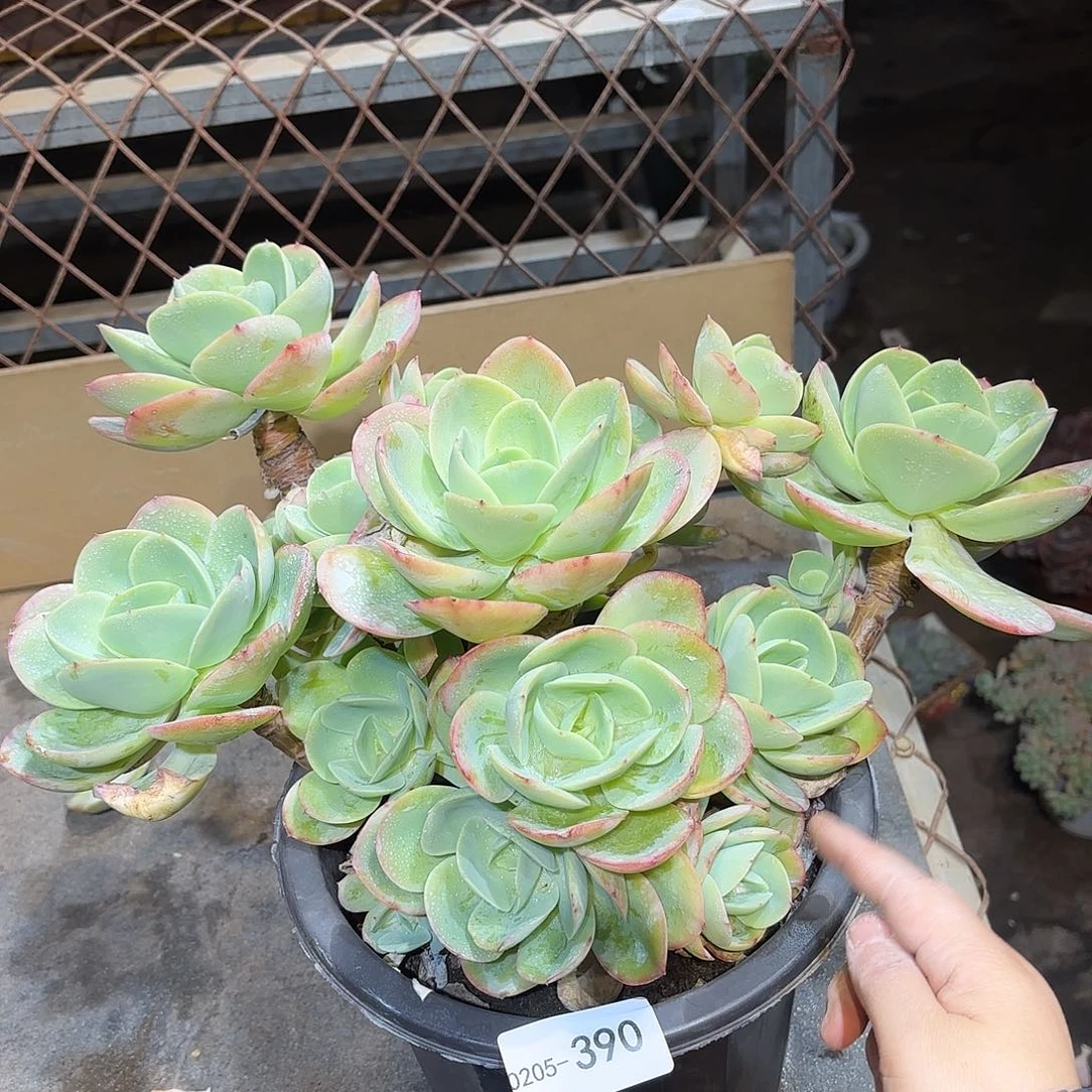 同温层多肉骑兵390