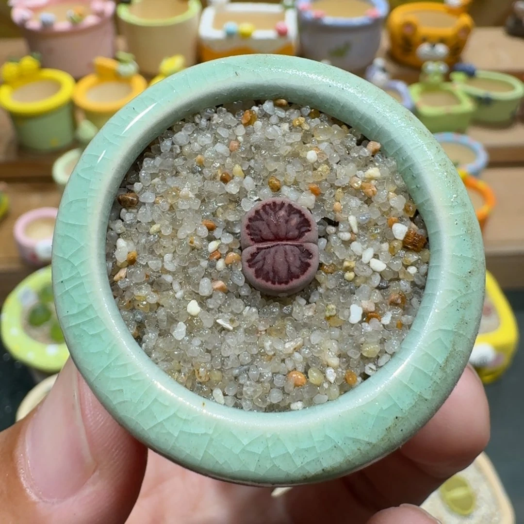 蘑菇1128紫菊多肉植物