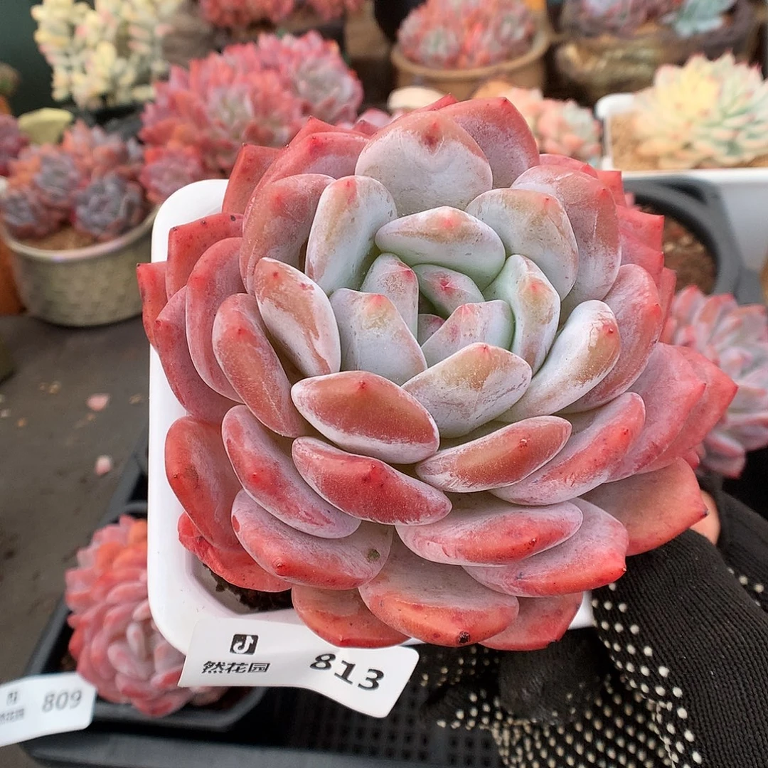 813蒙克多肉植物6666