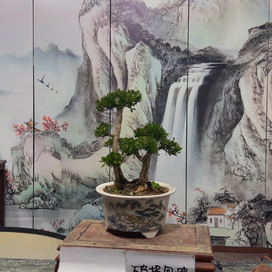 语***麒无花朵广东皱皮雀舌黄杨