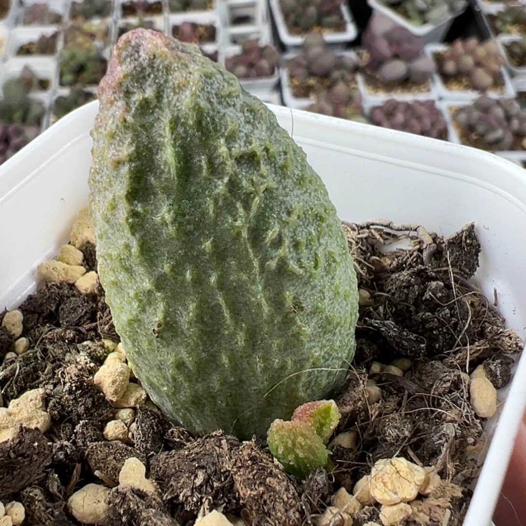 实生底叶苗纹路款多肉植物水泡