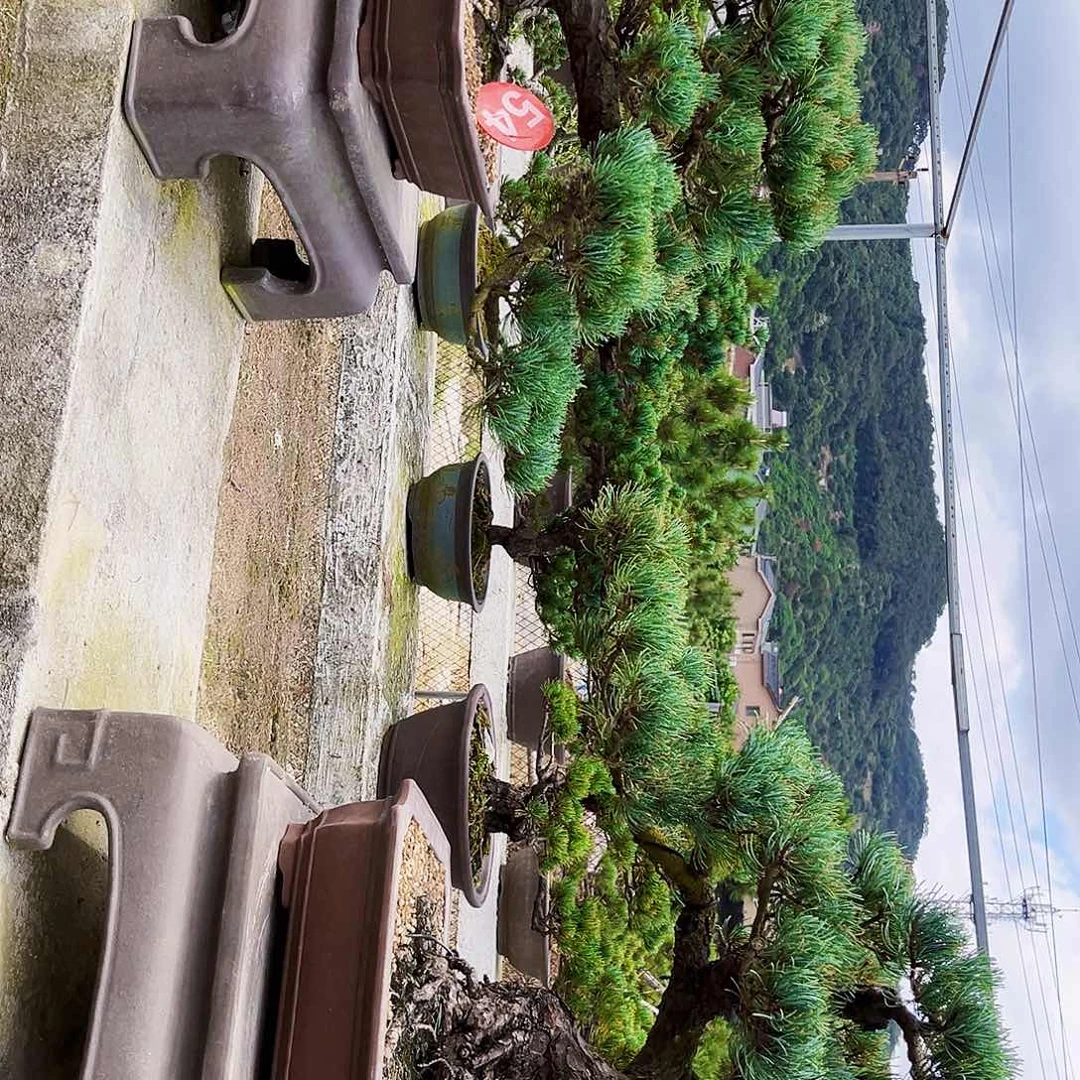 无花朵宫岛大板松