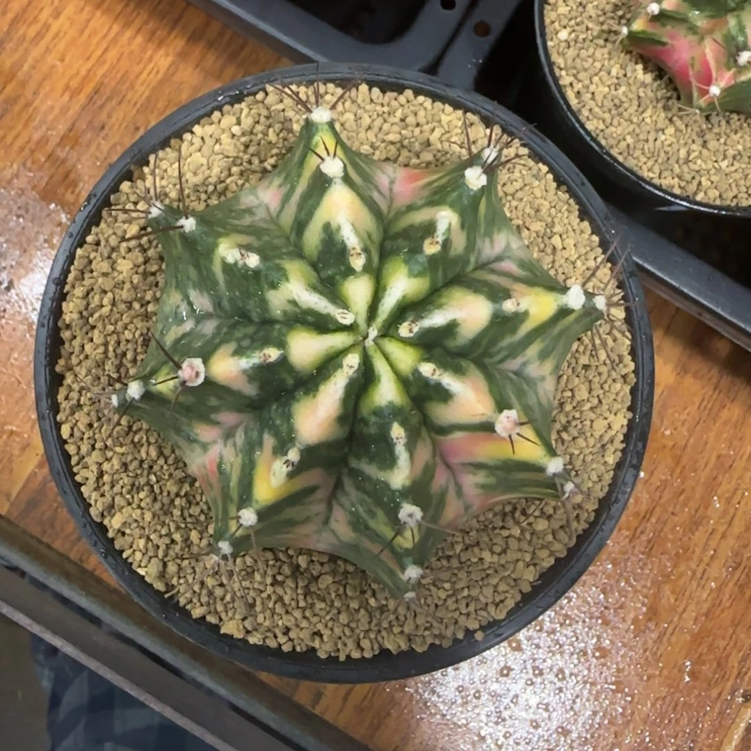 泰系实生白臀虎斑