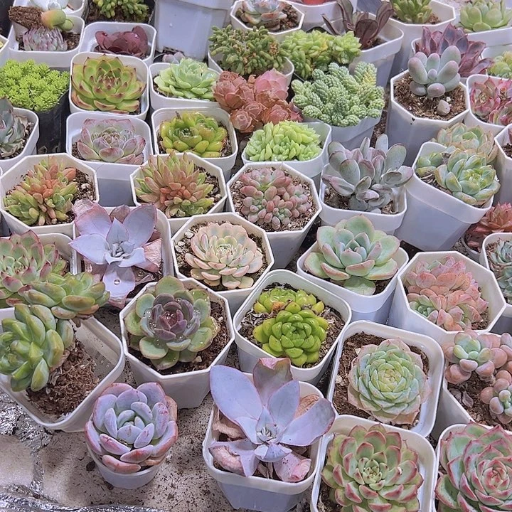 拍此链接托土发货19包邮