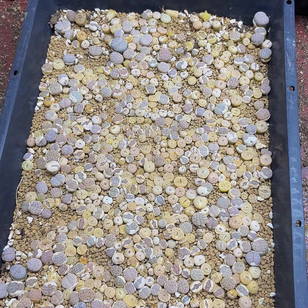 726000000花花花花花