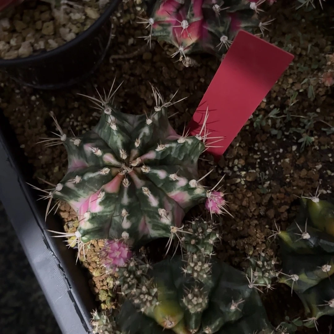 L***nL940-1024泰国发货 粉钻