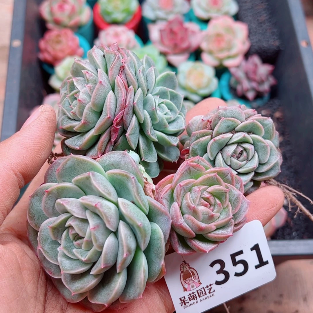 多肉植物多肉植物