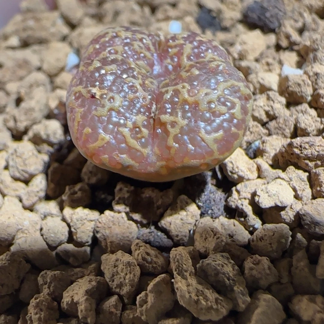 肉锥多肉植物组合-泡泡勋106