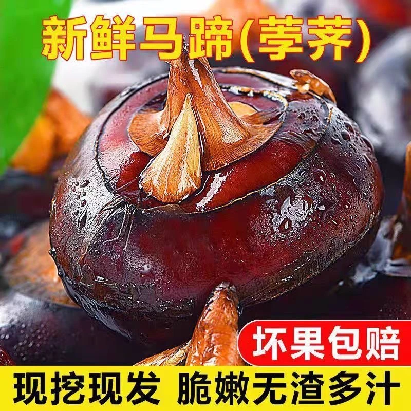 湖北当季水果荸荠新鲜地梨农家采挖脆嫩爽口多汁水果红皮马蹄5斤