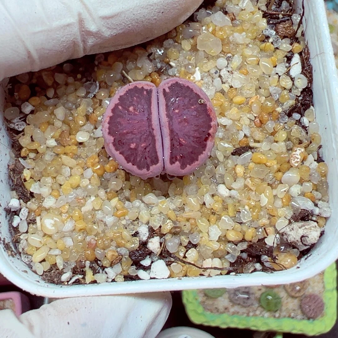 精致优秀的肉肉715-65