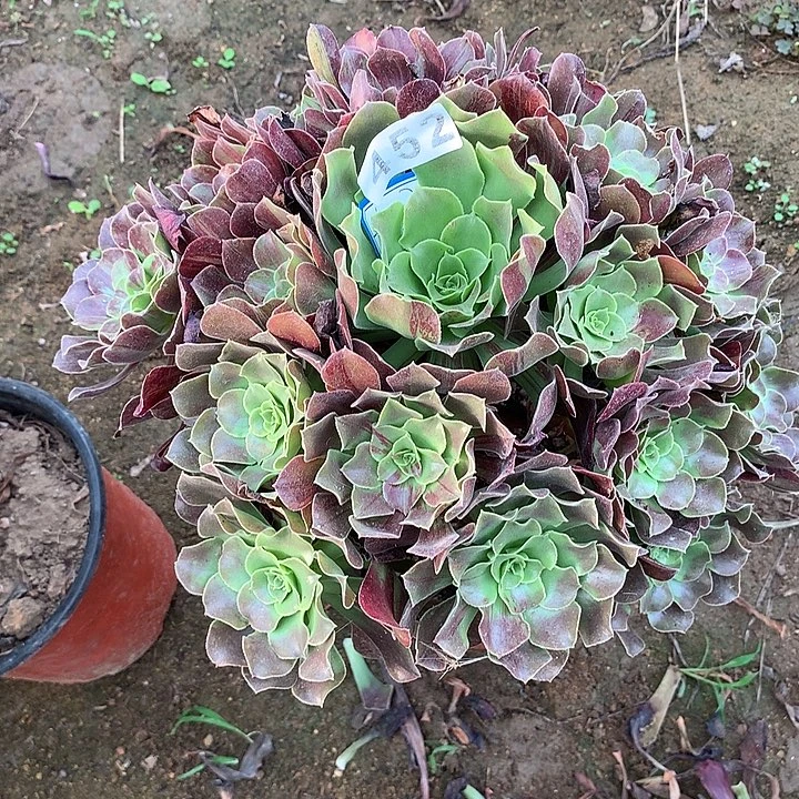 多肉植物欧若拉452号