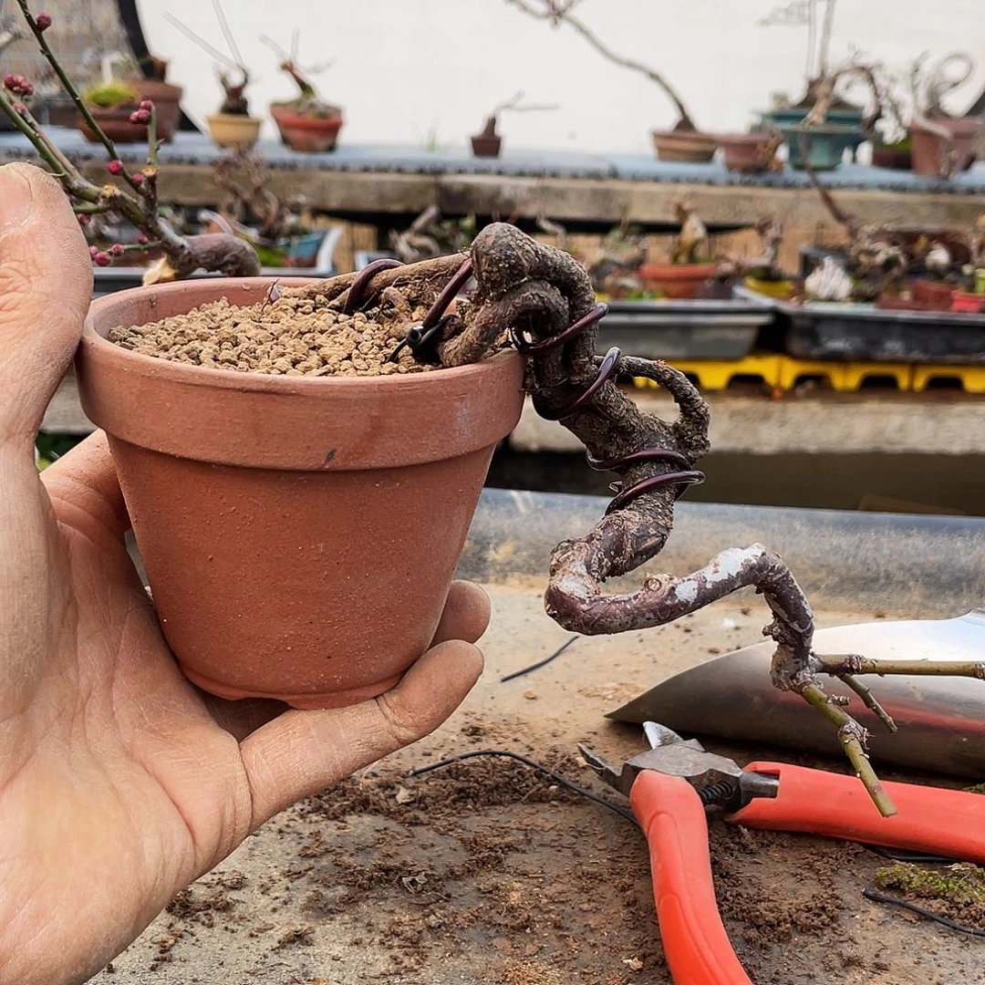 江***岸无花朵梅花花开富贵吉祥