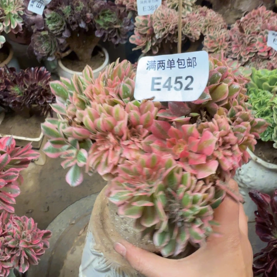 452女神缀化法师多肉