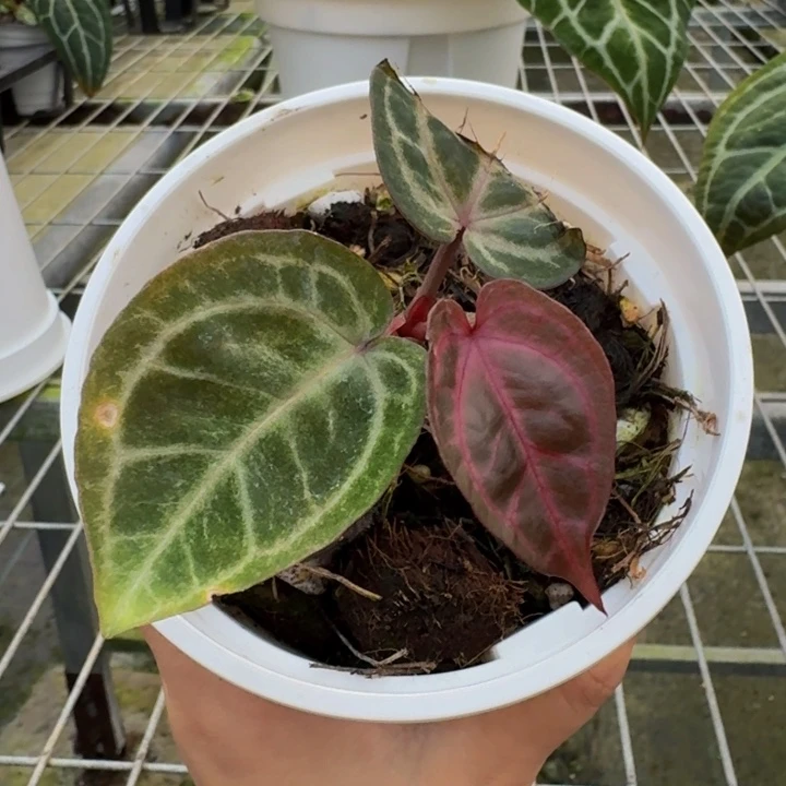 完全开放绝绝紫锦