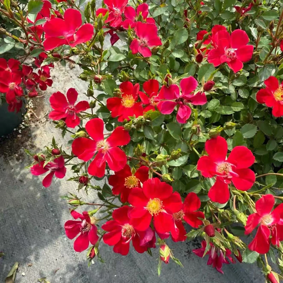 日本新品月季红一重微型理想的金月季藤本绿植花卉盆栽月季花