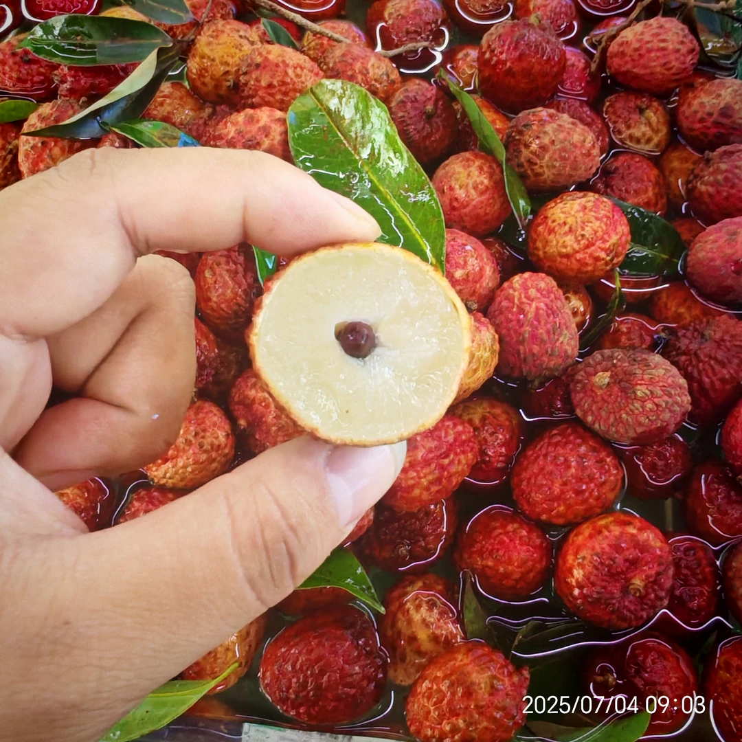 仙进奉荔枝（约三斤）荔枝小时达同城送海南省