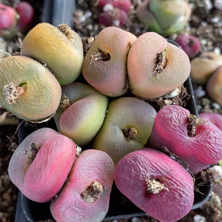 383有伤一组一组