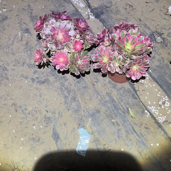 不包侧枝一物一拍131