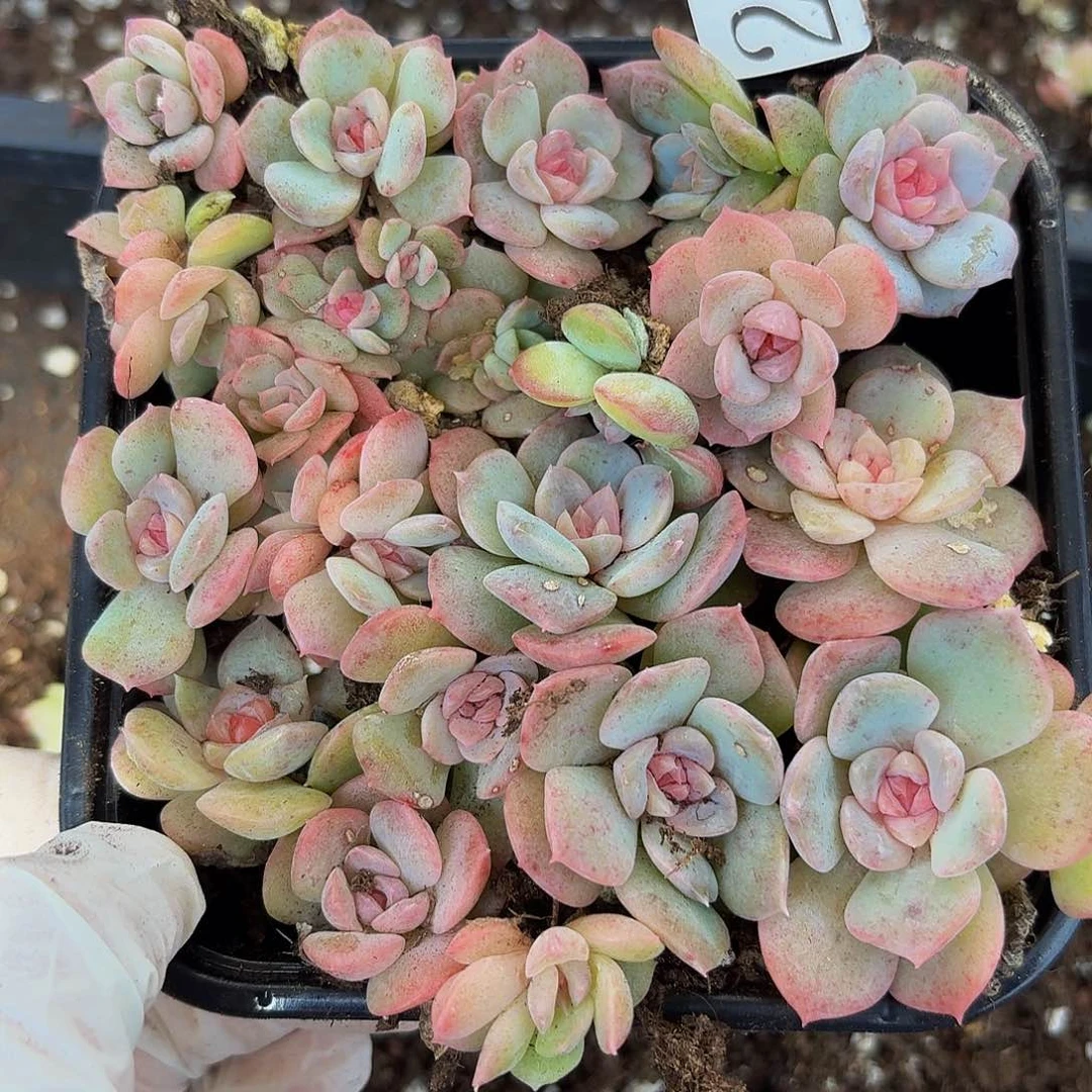 多肉植物多肉植物28