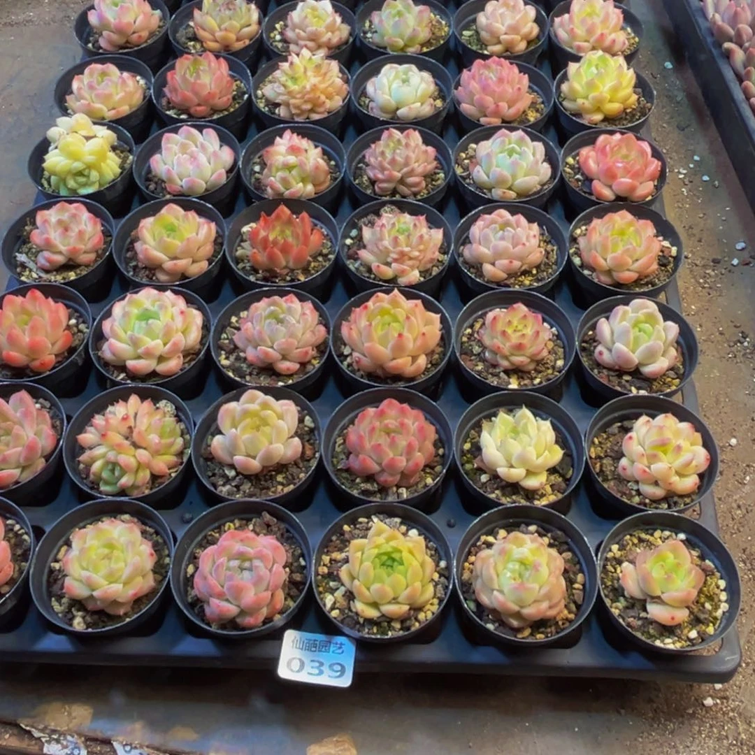 美***好039多肉植物的生长发育规律