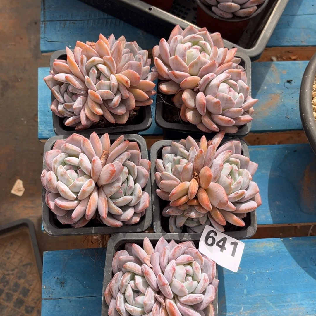 641号新疆西藏内蒙古不包邮