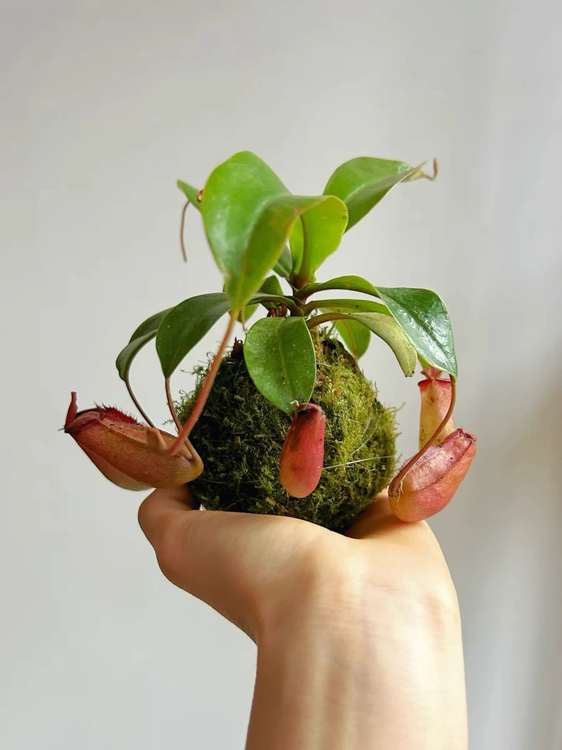 食人花 猪笼草 捕蝇草 盆栽趣味植物 室内阳台驱蚊儿童礼物