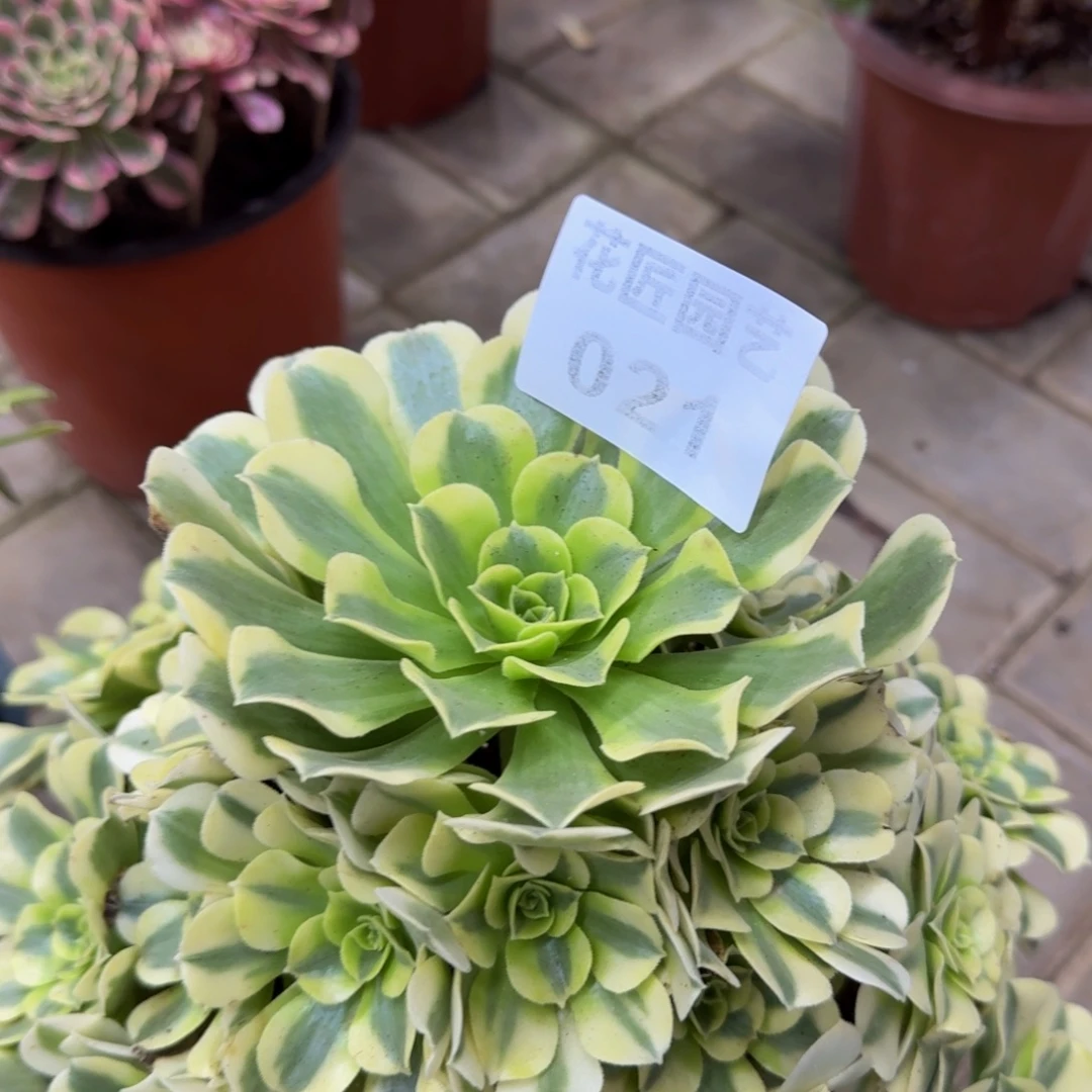 y***y多肉植物021绿豆沙法师