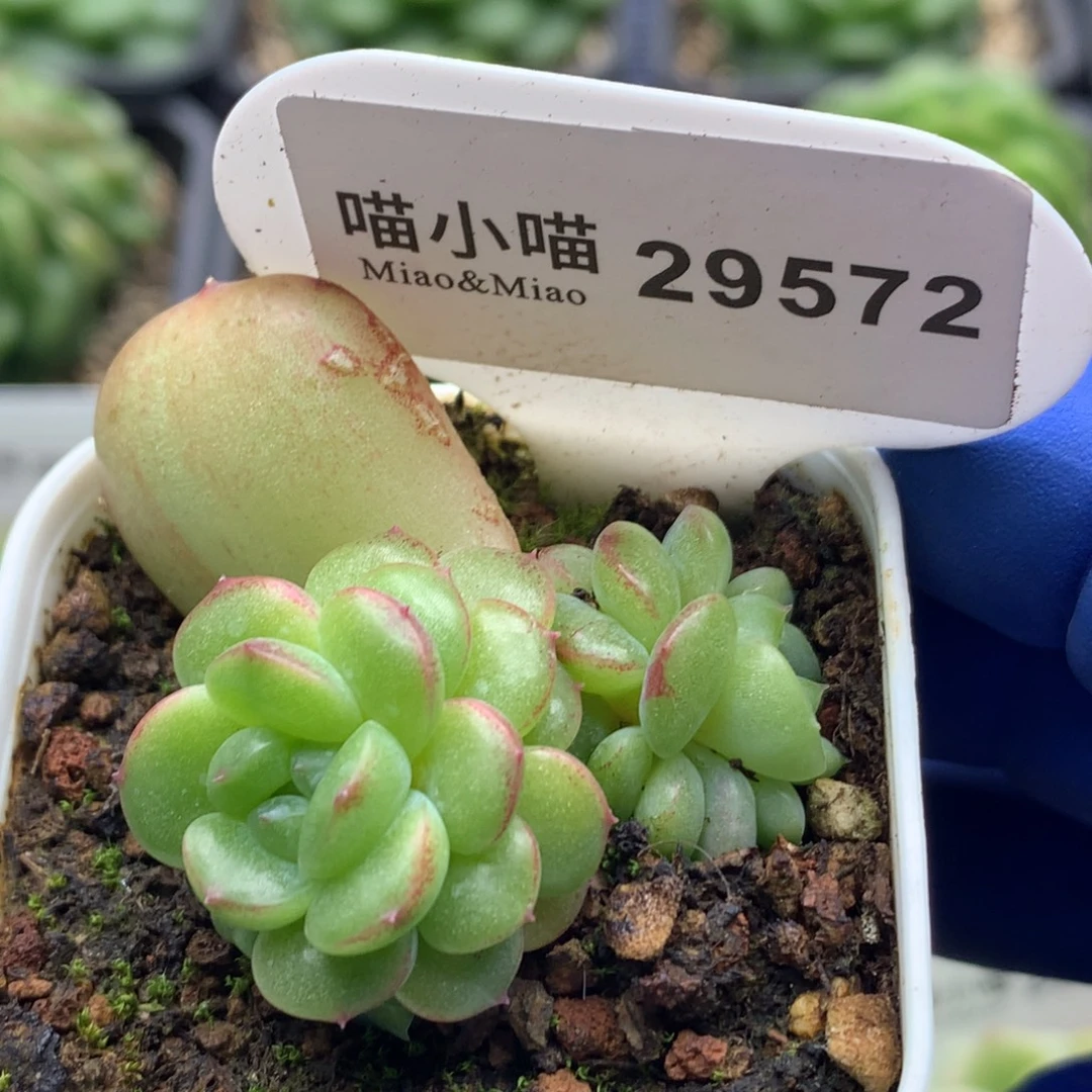 多肉植物杂交珍妮