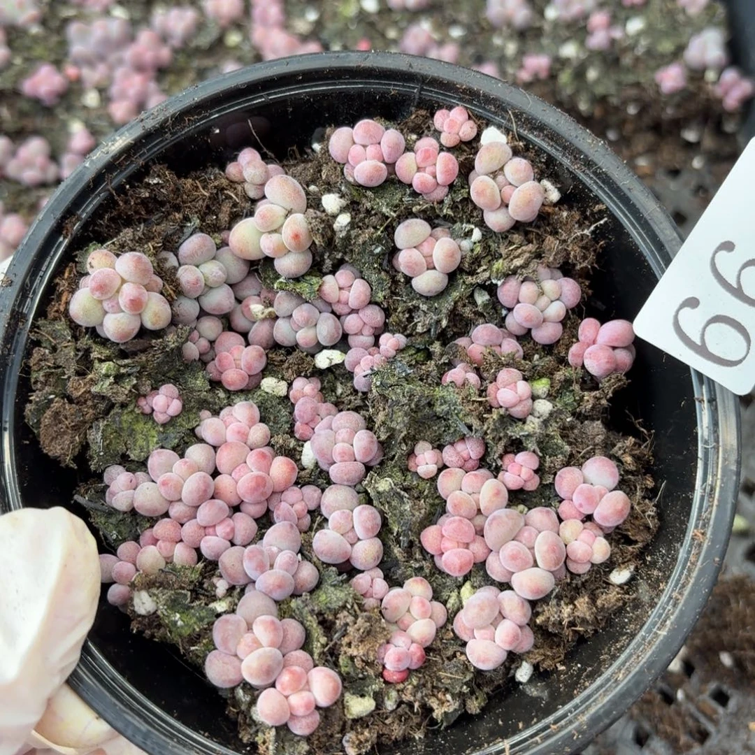 多肉植物多肉植物66