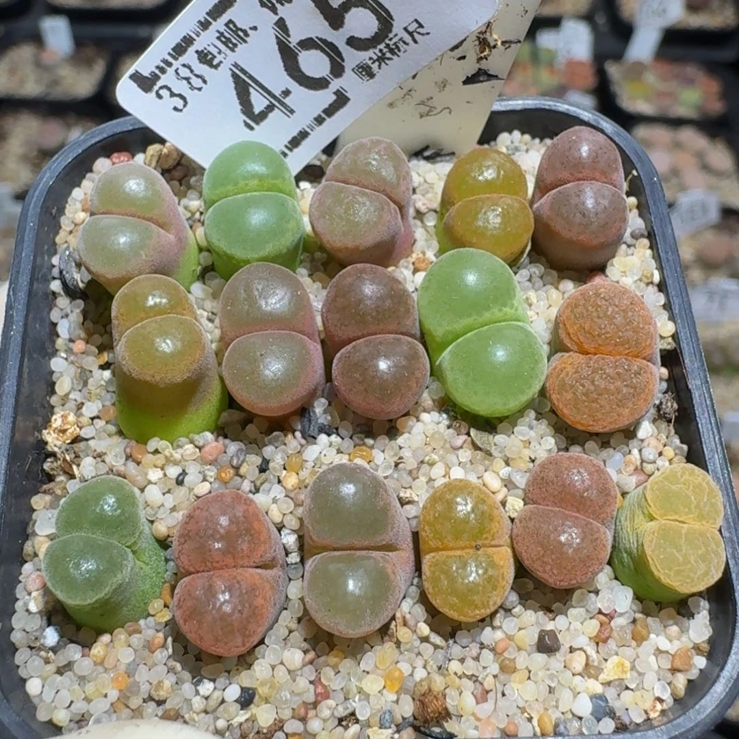 Zzzz绝绝子生石花465