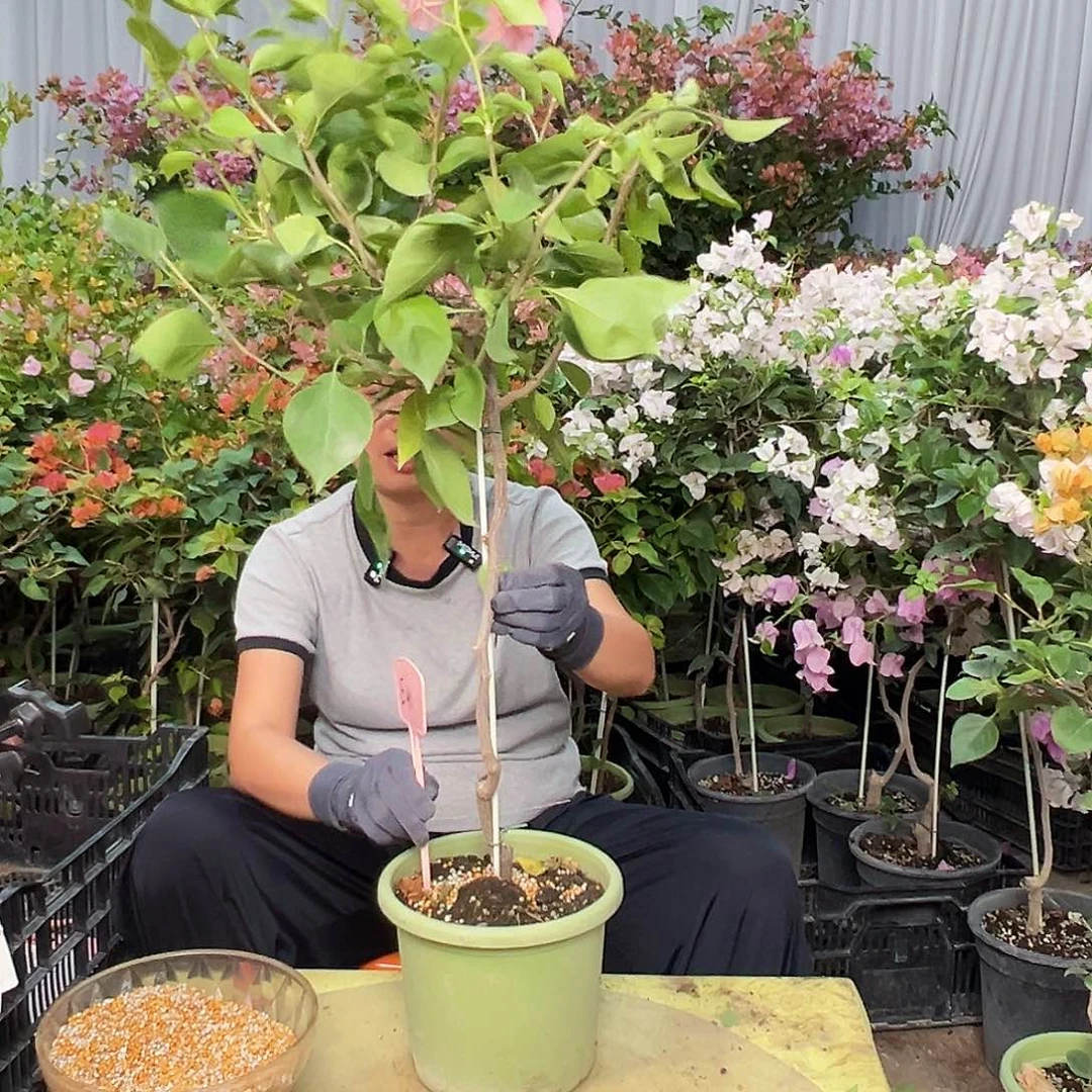 兴***馆当前无花栽培后可以开花E41波妹