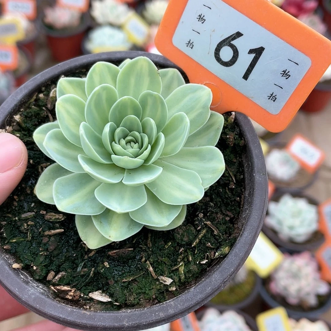 【闪购商品】61号的