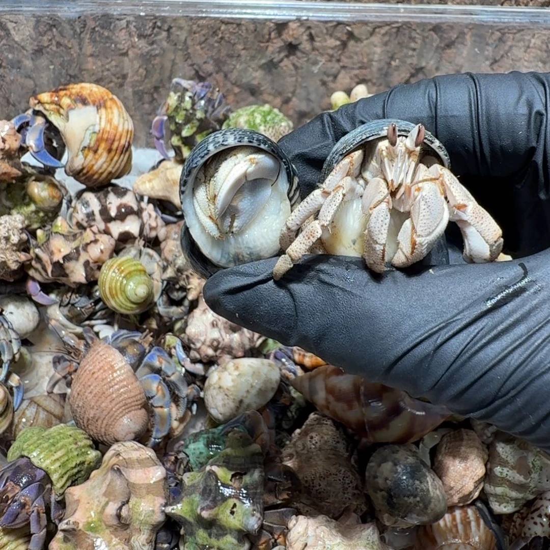 好****好好看专两个全品