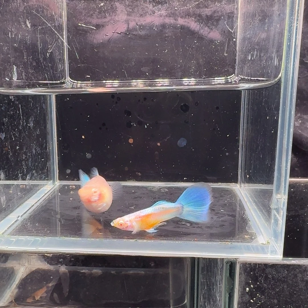 孔雀鱼蓝白种鱼1对