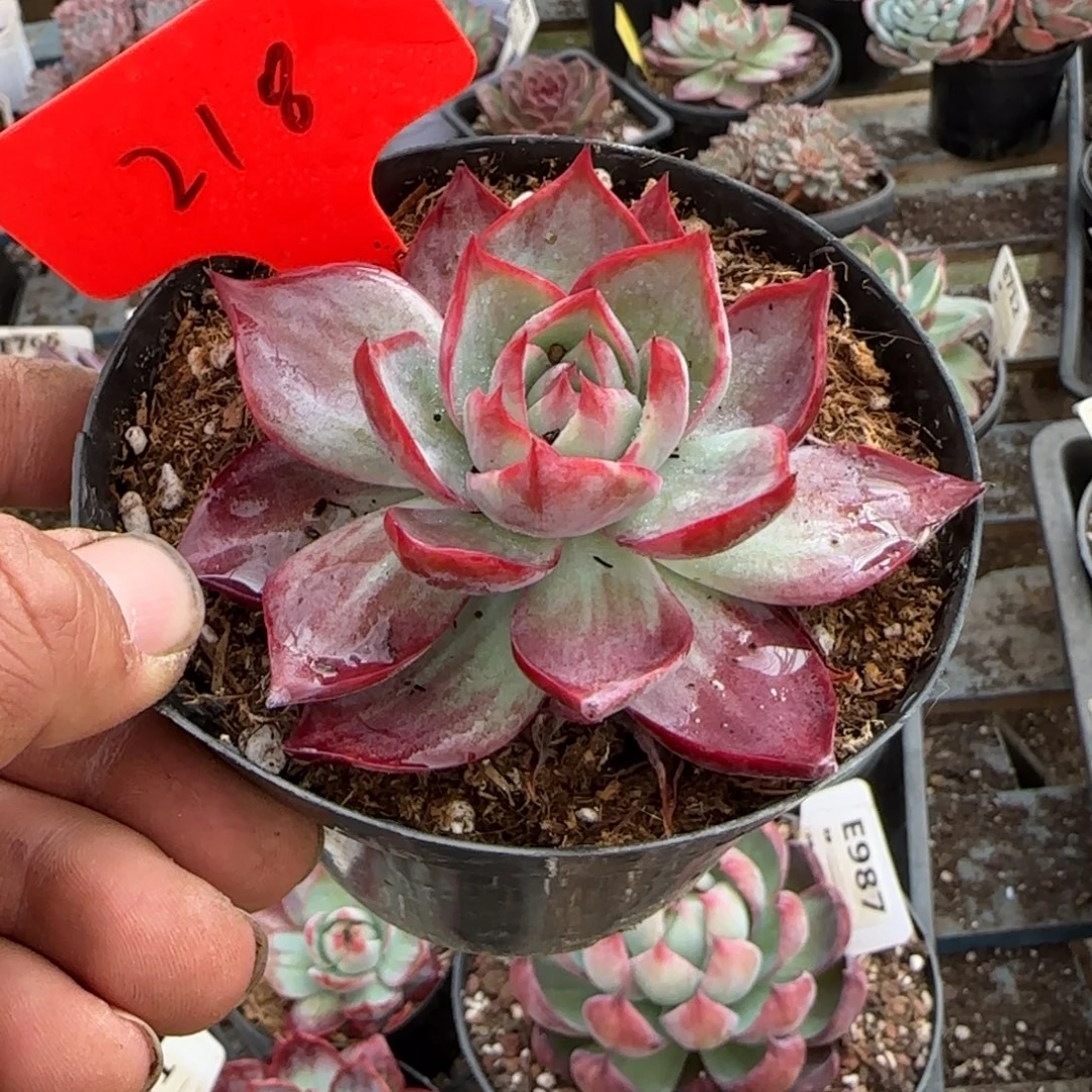 遇***你惊鸿一物一拍包装收缩花旱218