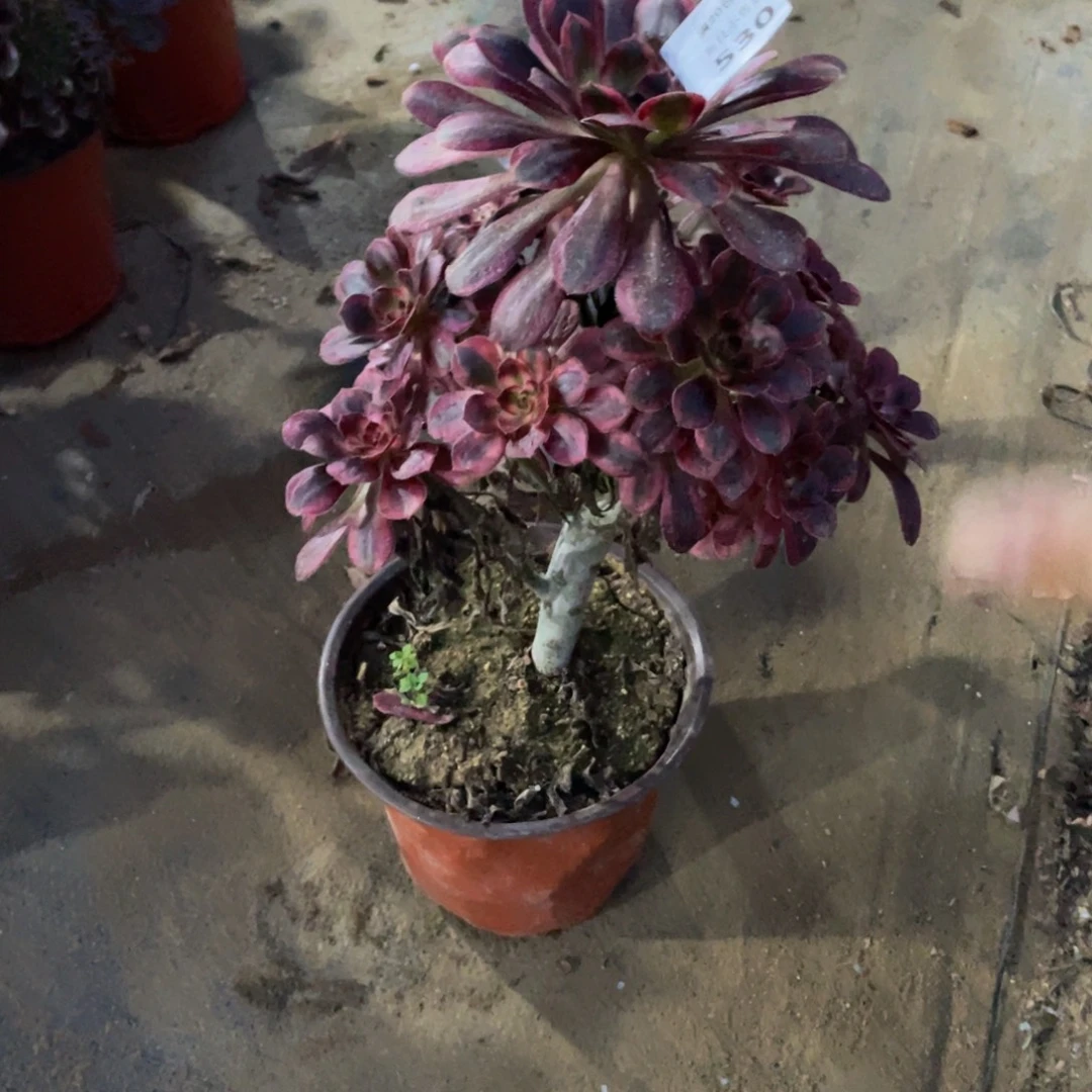 530香奈儿法师多肉断枝不包