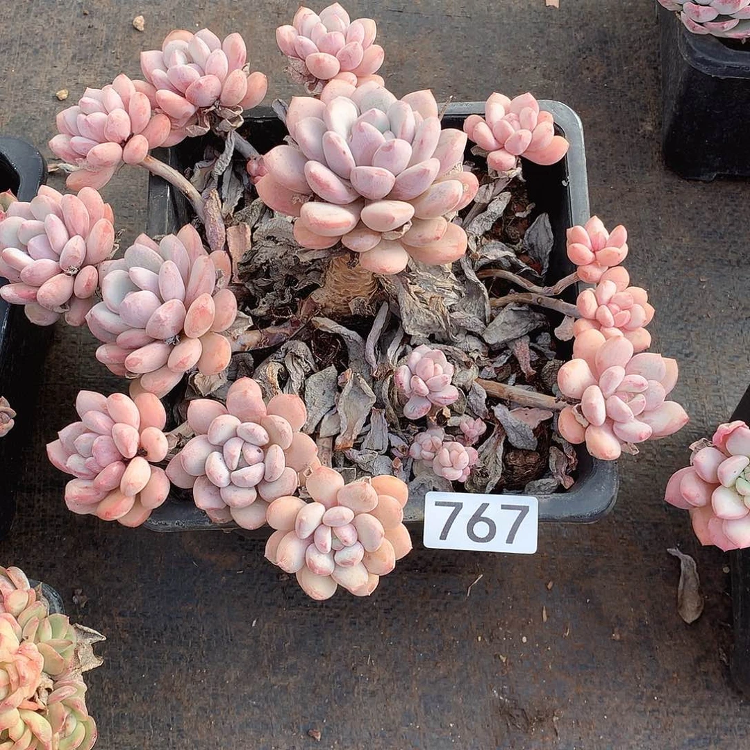 767 一物一拍多肉