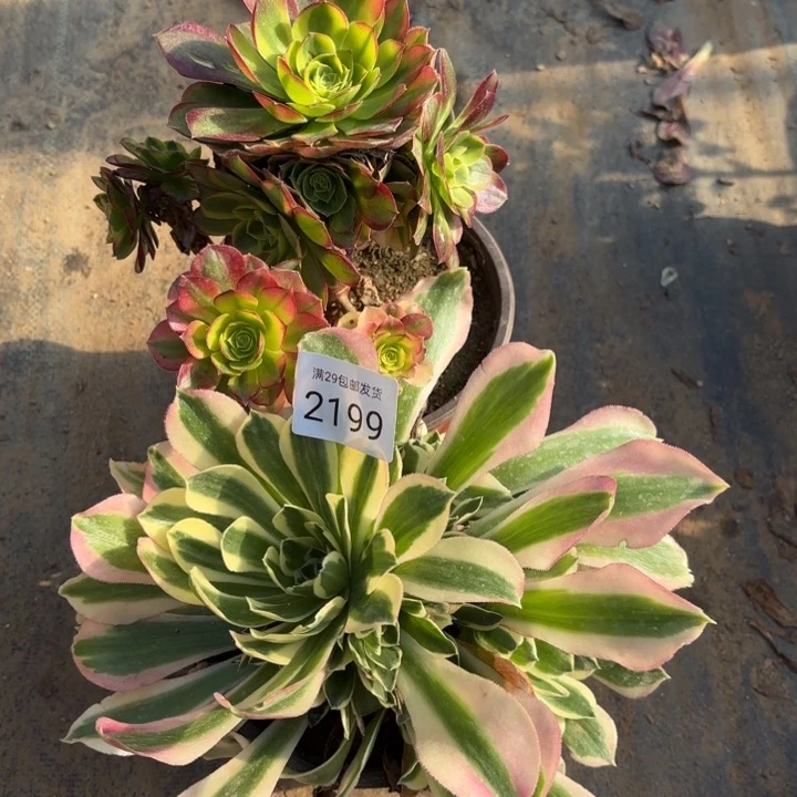 2颗多肉法师2199