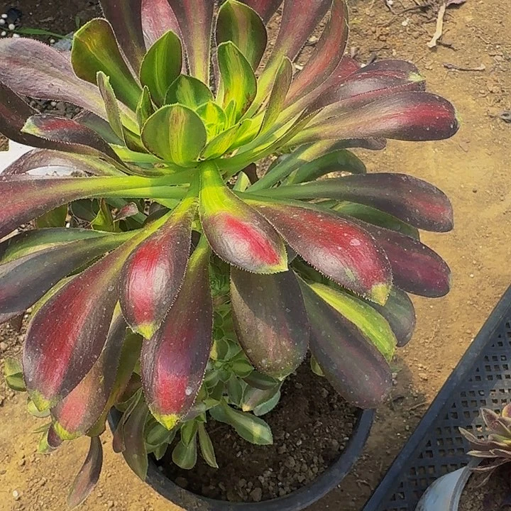 680爱马仕多肉植物