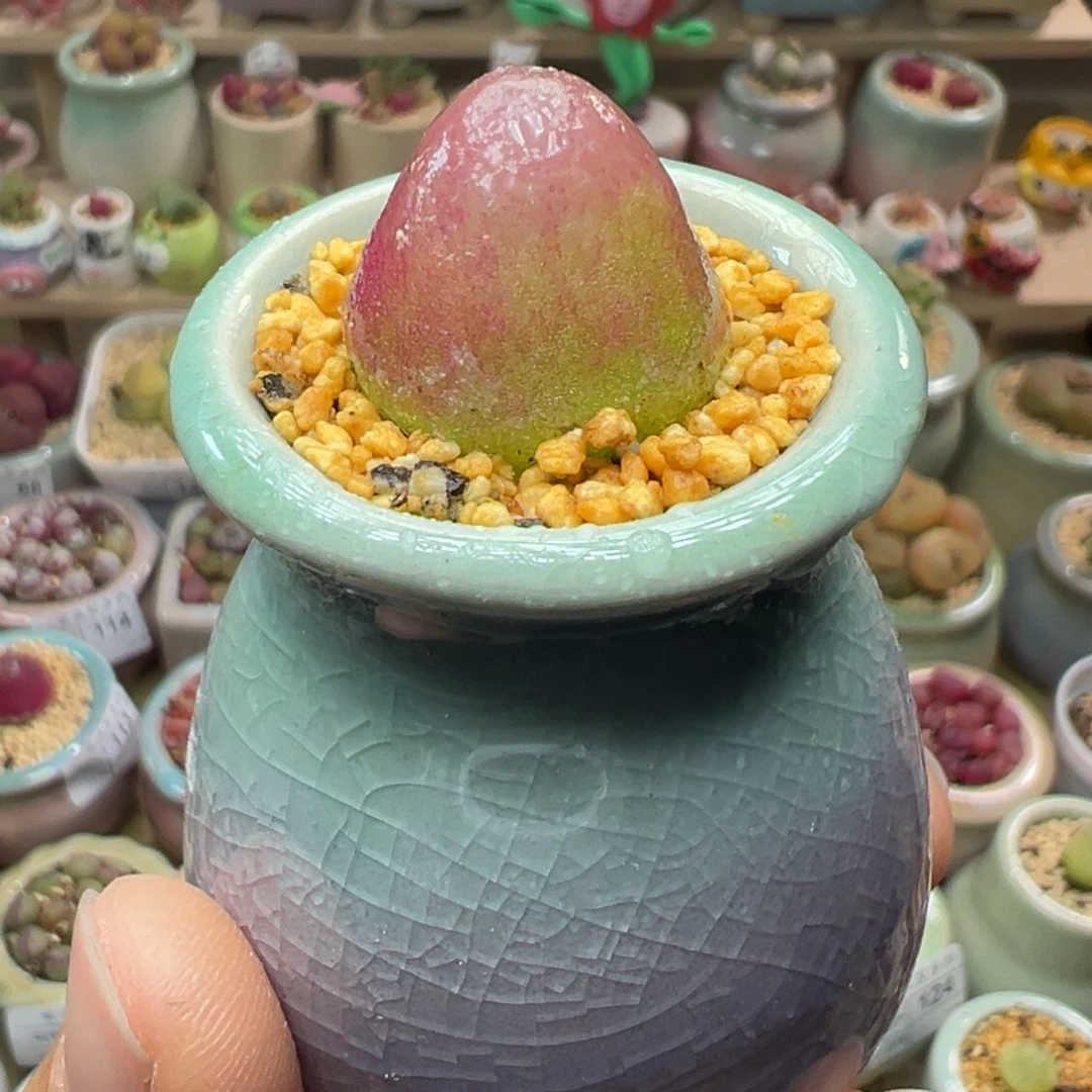 多肉植物150号灯泡