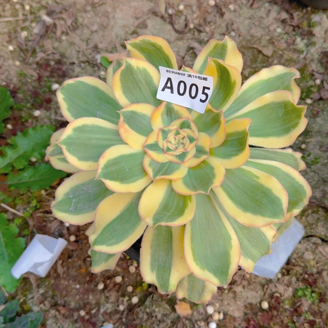 005王妃君美丽锦多肉植物