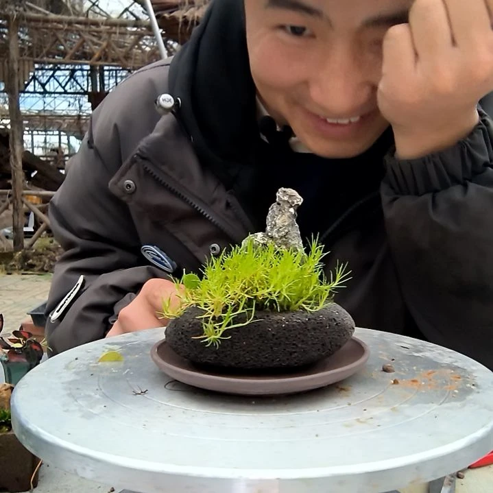 十*?小盆景小植物一物一拍179