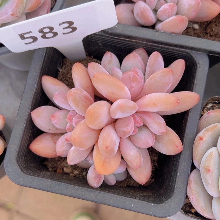 健健康康平平安安