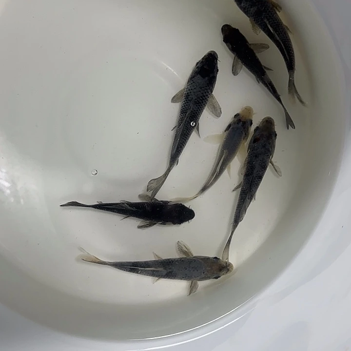 锦鲤志明松川化冠军子代