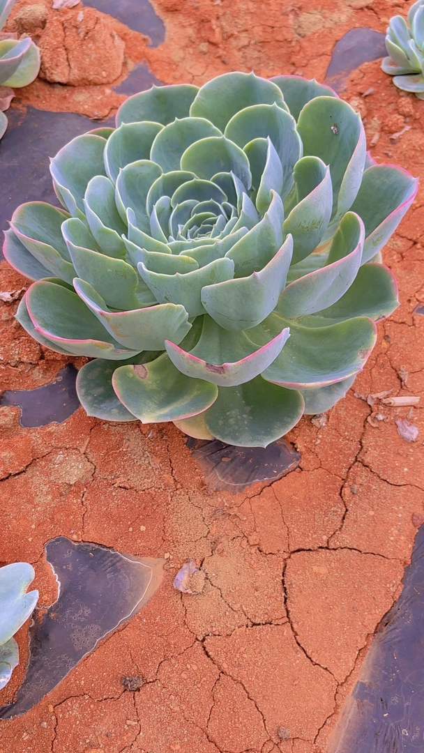 玉蝶大单头所见即所得