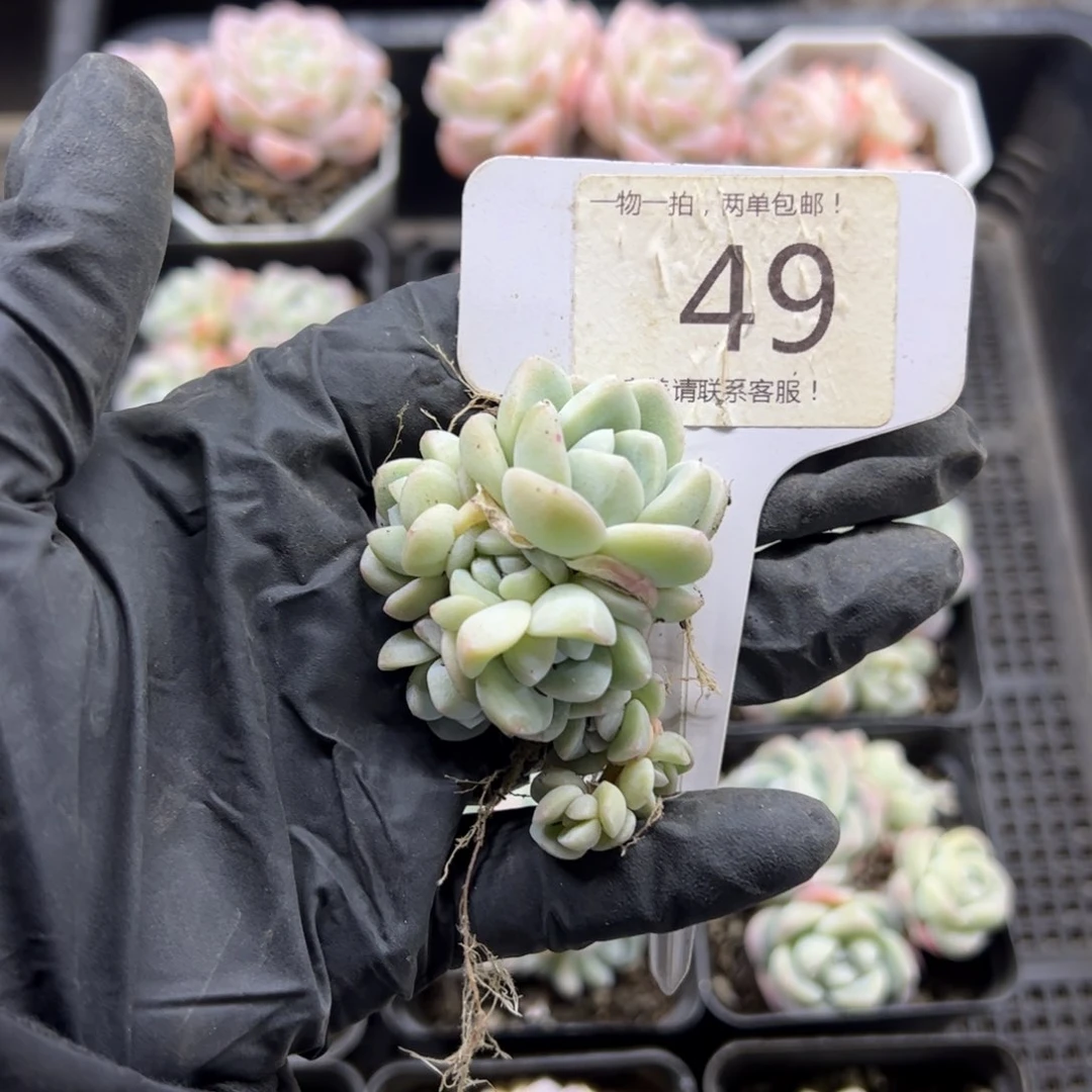 红陶碳*怪49号多肉植物