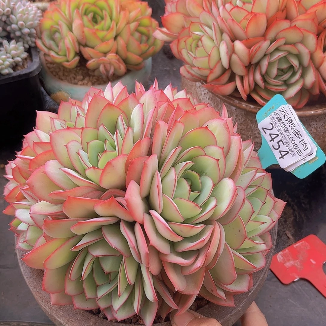 2454牡丹亭多肉植物